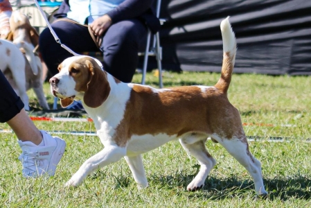 Archibald von der Festungsstadt